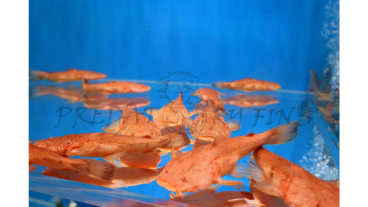 Pacman Catfish (Lophiosilurus alexandri)