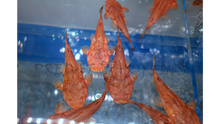 Load image into Gallery viewer, Pacman Catfish (Lophiosilurus alexandri)
