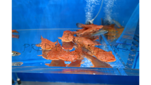 Load image into Gallery viewer, Pacman Catfish (Lophiosilurus alexandri)
