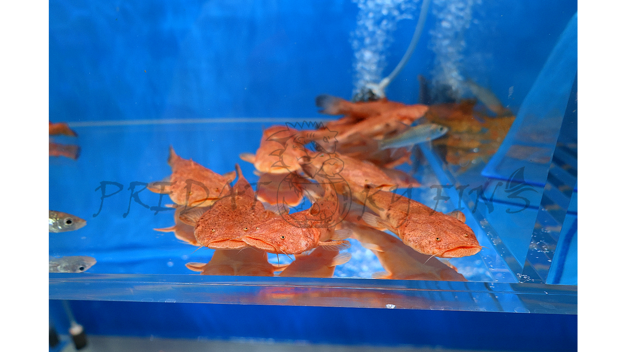 Pacman Catfish (Lophiosilurus alexandri)