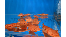 Load image into Gallery viewer, Pacman Catfish (Lophiosilurus alexandri)
