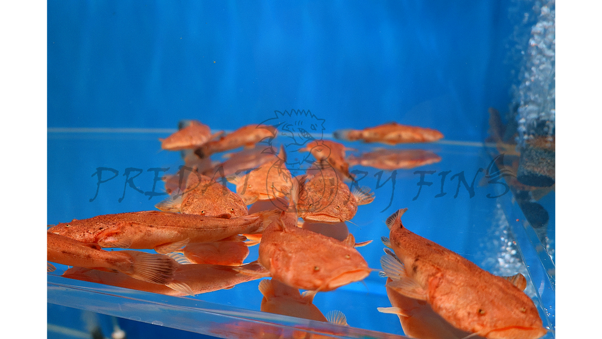 Pacman Catfish (Lophiosilurus alexandri) — Predatory Fins