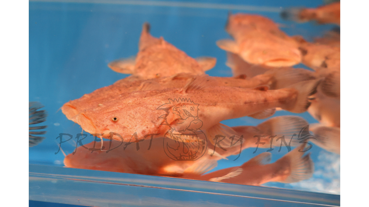 Pacman Catfish (Lophiosilurus alexandri)