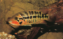 Load image into Gallery viewer, Red Tiger Motaguensis Cichlid (Parachromis motaguensis)
