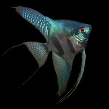 Load image into Gallery viewer, Green Face Pinoy Angelfish (Pterophyllum scalare)
