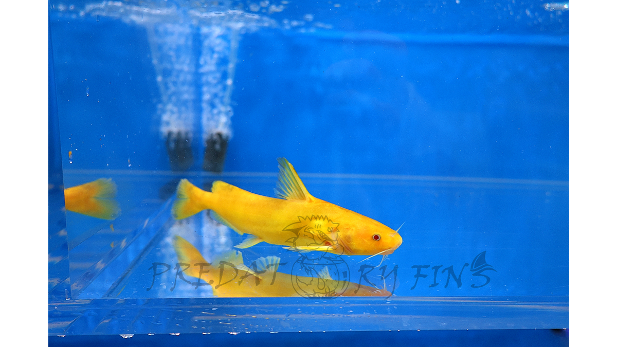 Albino Golden Arrowhead Catfish (Pseudobagrus sp) — Predatory Fins