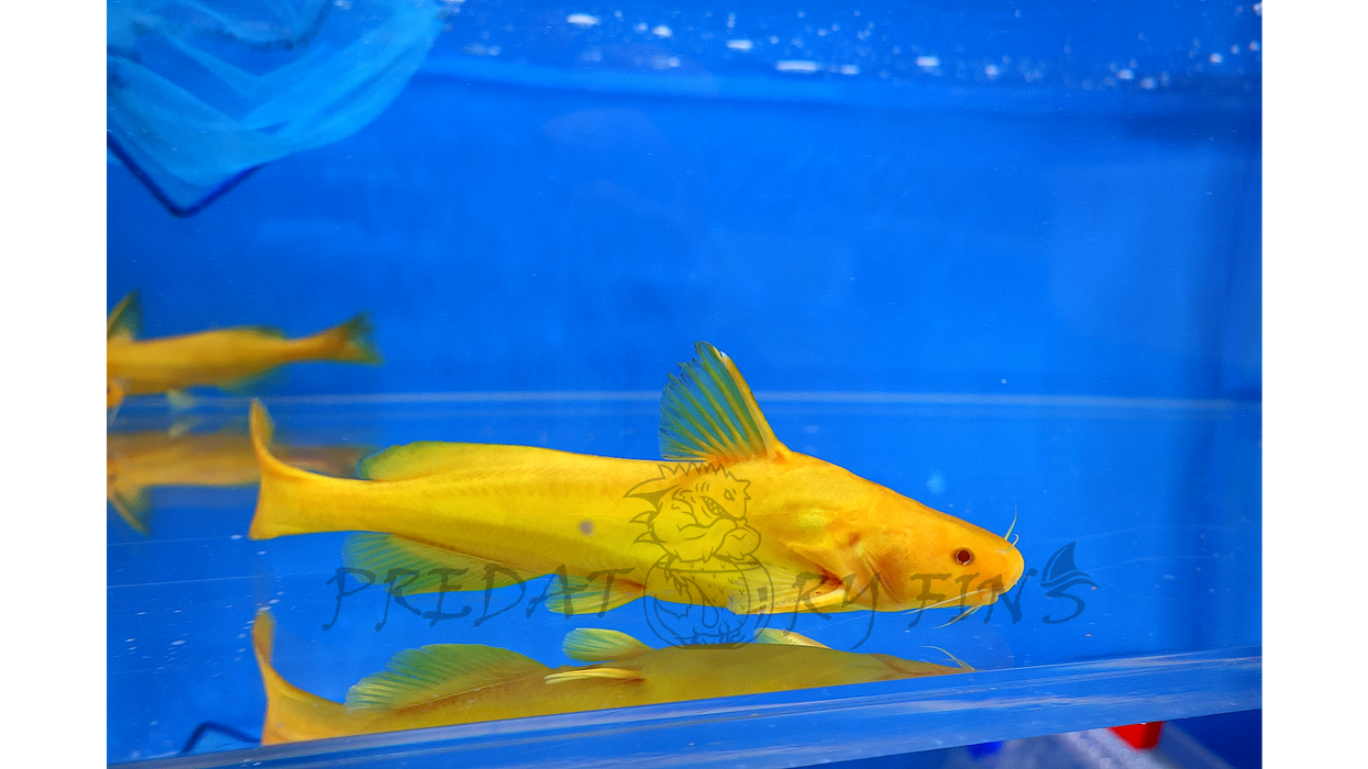 Albino Golden Arrowhead Catfish (Pseudobagrus sp)