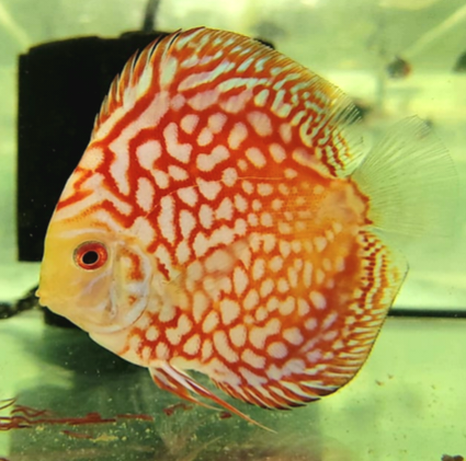 Red Pigeon Discus Fish