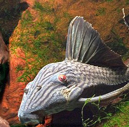 Red Eyed Royal Pleco (Panaque sp tocantins)