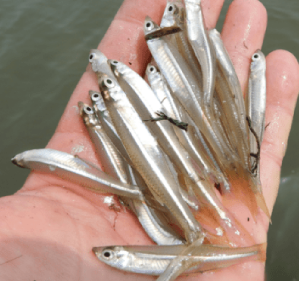 Frozen Silversides