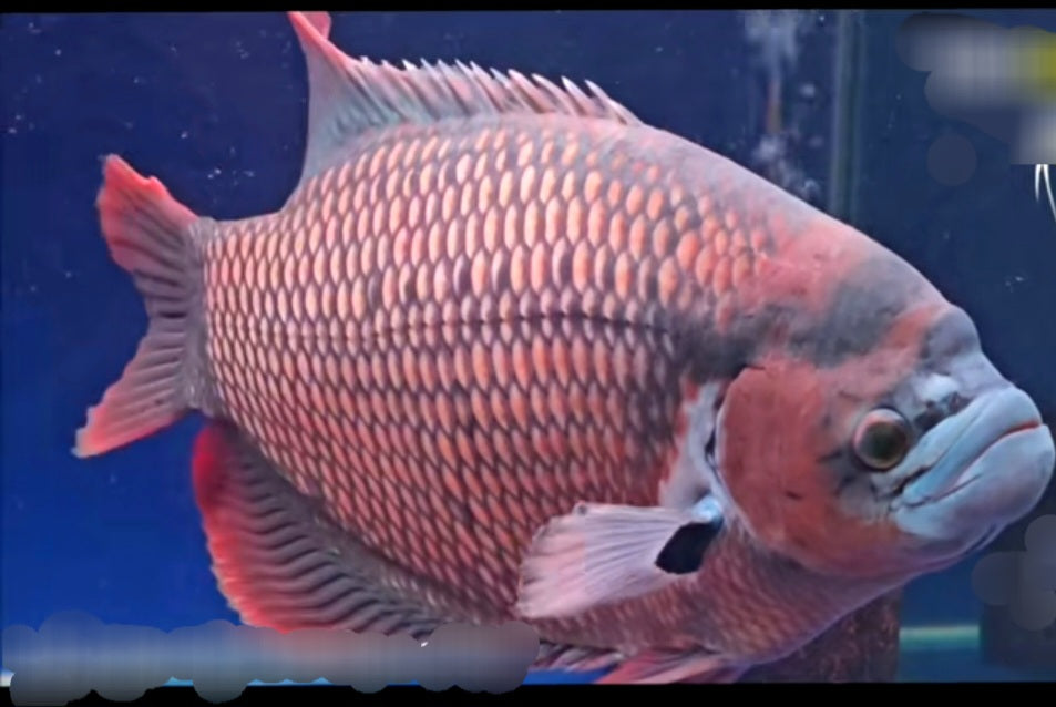 Giant Ruby Red Gourami (Osphronemus septemfasciatus sp)