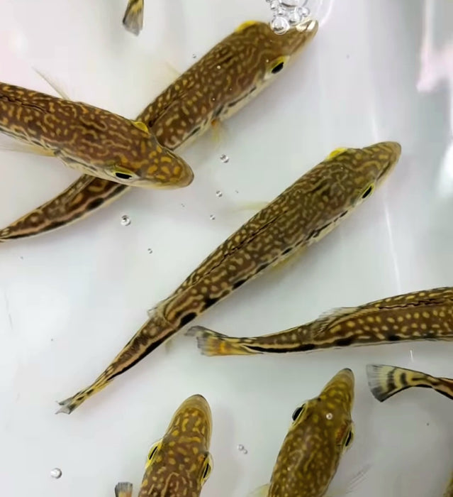 Cobra Snakeskin Peacock Bass (Cichla sp)