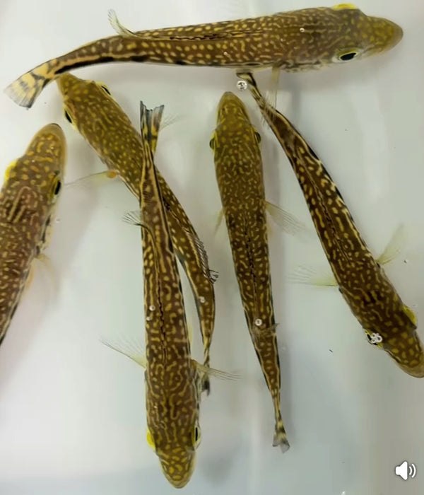 Cobra Snakeskin Peacock Bass (Cichla sp)