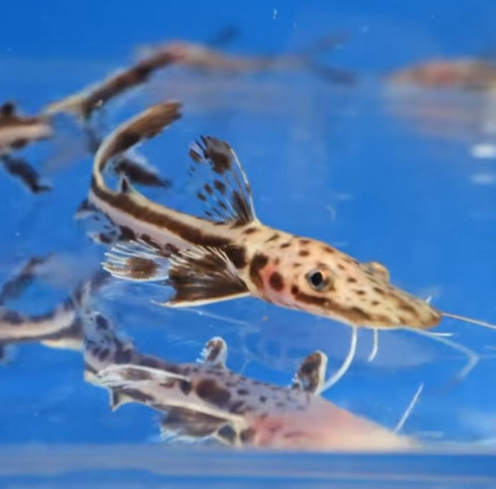 Tiger Firewood Catfish (Sorubimichthys planiceps sp) — Predatory Fins