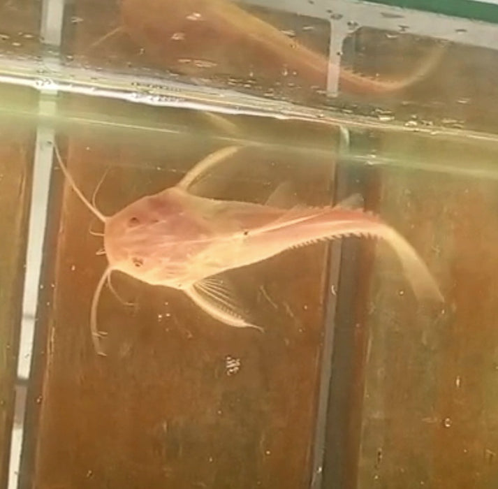 Albino Granulosus Catfish (Pterodoras granulosus)