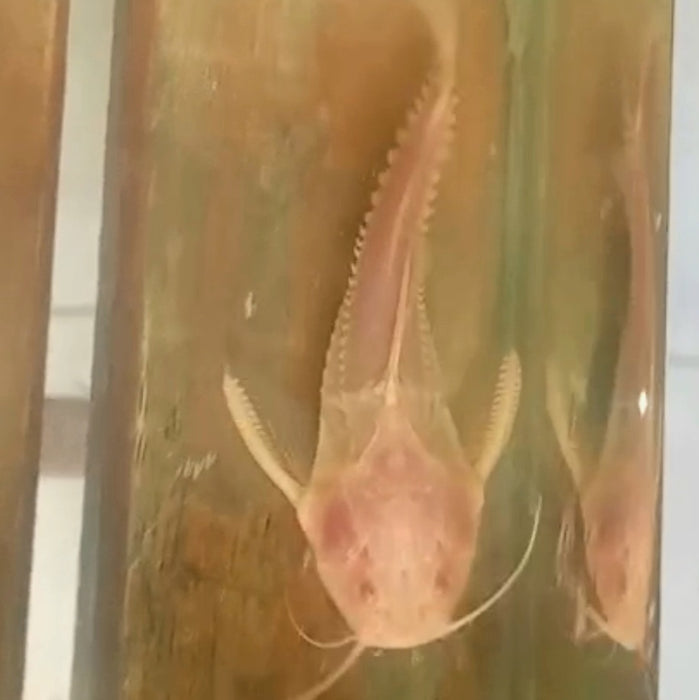 Albino Granulosus Catfish (Pterodoras granulosus)