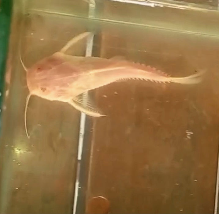 Albino Granulosus Catfish (Pterodoras granulosus)