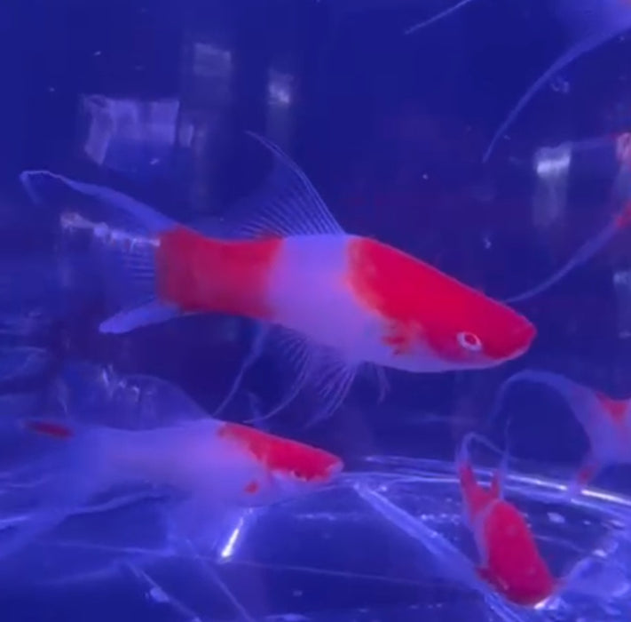 Albino Kohaku Koi Lyretail Swordtail
(Xiphophorus hellerii)