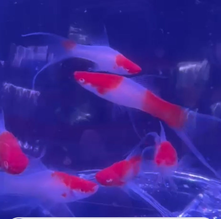 Albino Kohaku Koi Lyretail Swordtail
(Xiphophorus hellerii)
