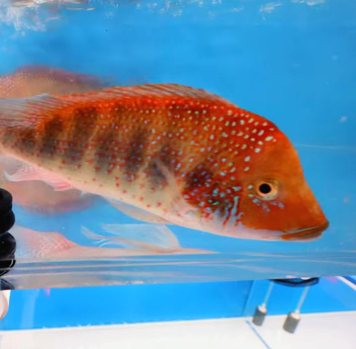 Blue Spangled Cichlid (Retroculus acherontos)