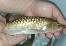 Load image into Gallery viewer, Thai Blue Mahseer (Neolissochilus stracheyi)
