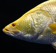 Load image into Gallery viewer, Albino Yellow Barramundi (Lates calcarifer)
