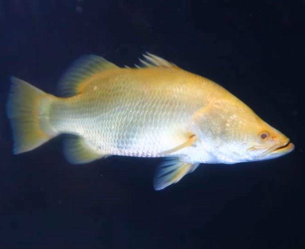 Albino Yellow Barramundi (Lates calcarifer)