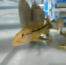 Load image into Gallery viewer, Blackberry Peacock Bass (Cichla melaniae sp)
