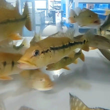 Load image into Gallery viewer, Blackberry Peacock Bass (Cichla melaniae sp)
