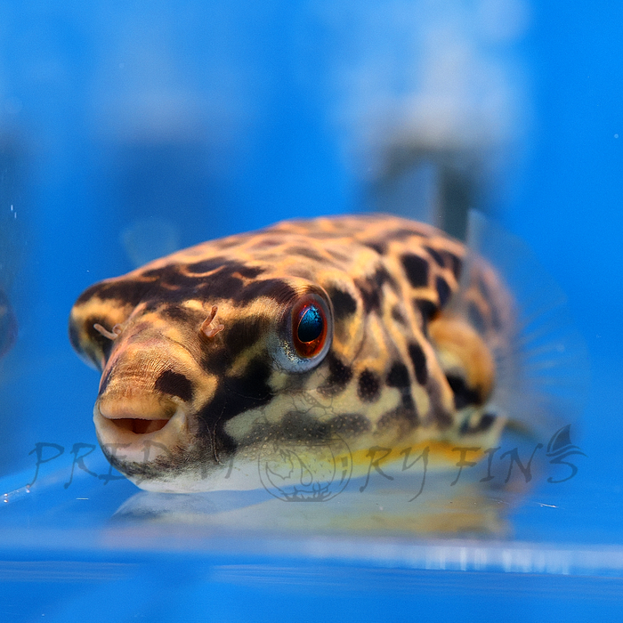 Giant Mbu Puffer Fish (Tetraodon mbu)
Only 1 left!