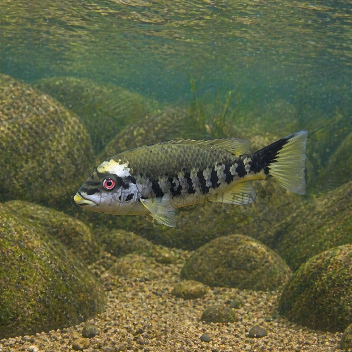 Tuba Cichlid (Tomocichla tuba)