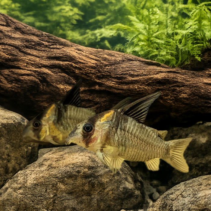 CW045 Colossus / False Armatus Corydoras Catfish (Hoplisoma colossus)
