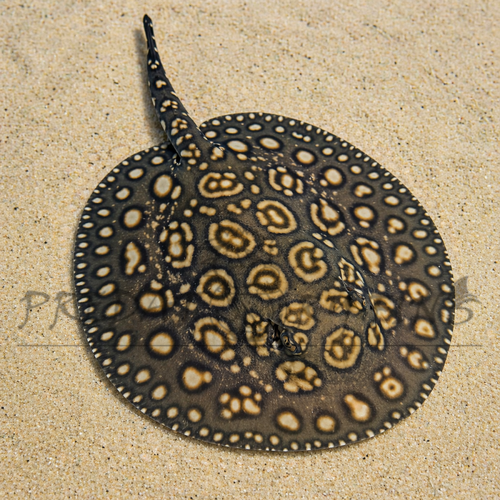 Henlei Stingray (Potamotrygon henlei)