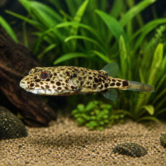 Duboisi Puffer Fish (Tetraodon duboisi)