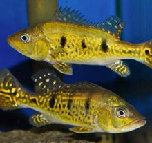 Load image into Gallery viewer, Spider Kelberi Peacock Bass (Cichla kelberi)
