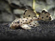 Load image into Gallery viewer, L264 Sultan Pleco (Leporacanthicus joselimai)
