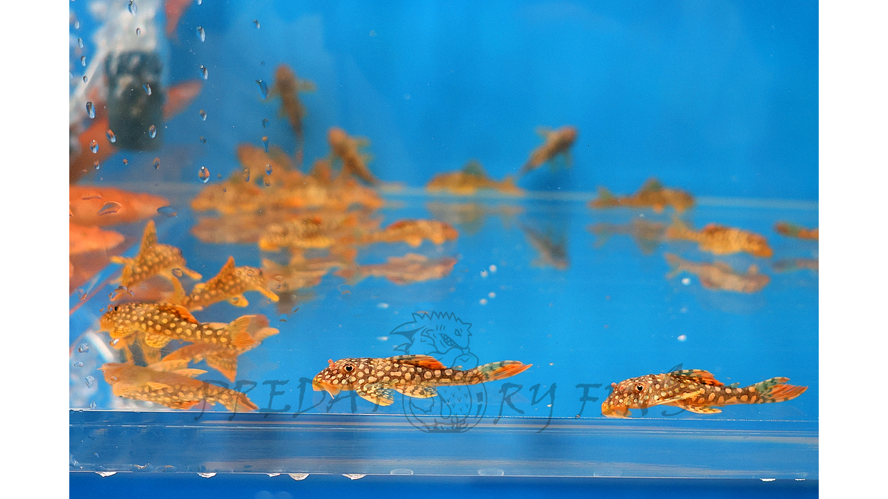 L014 Sunshine Pleco (Scobiancistrus aureautus)