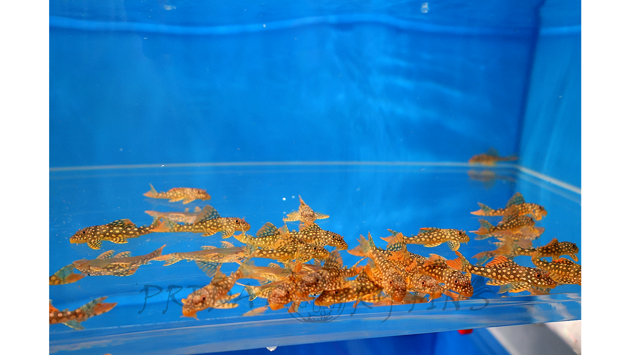 L014 Sunshine Pleco (Scobiancistrus aureautus)