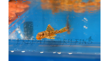 Load image into Gallery viewer, L014 Sunshine Pleco (Scobiancistrus aureautus)
