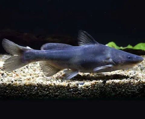 Chinese Longnose / Sharpnose Shark Catfish (Leiocassis longirostris)