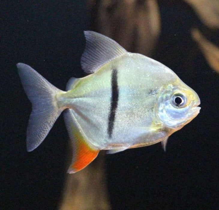 Thin Bar Silver Dollar (Myleus schomburgkii)