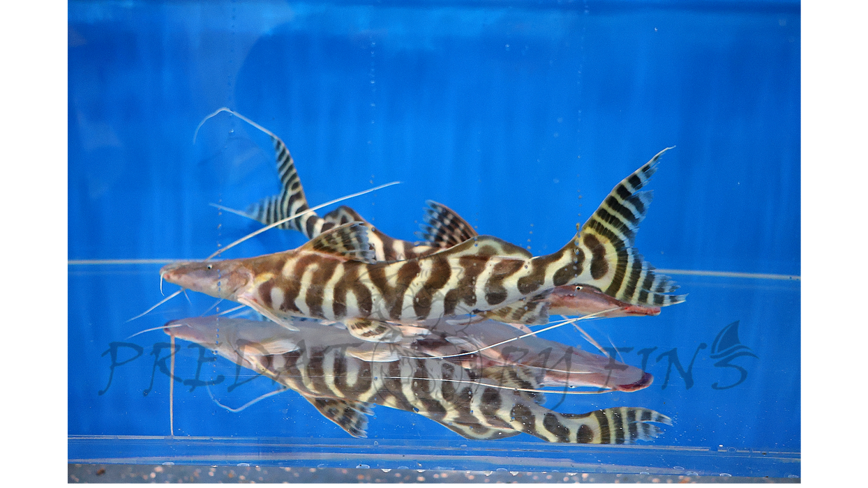 Tigrinus Catfish (Brachyplatystoma tigrinum)