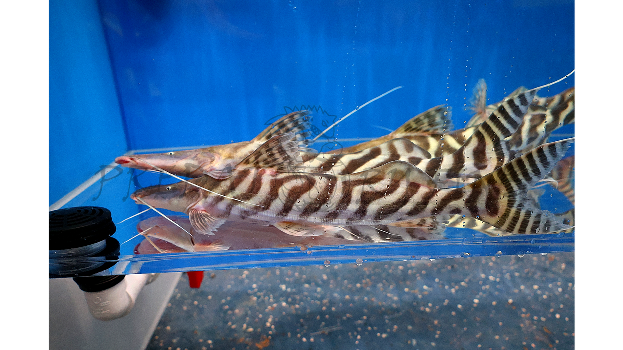 Tigrinus Catfish (Brachyplatystoma tigrinum)