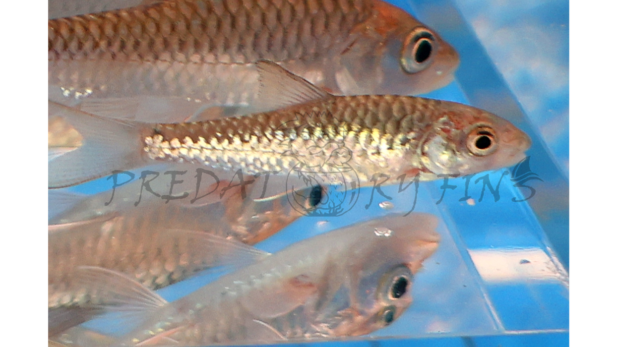 Red Mahseer (Tor sinensis)