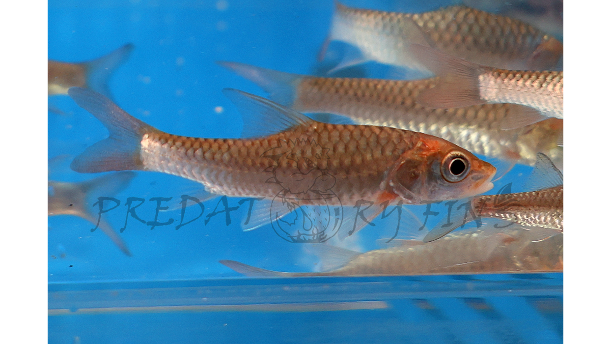 Red-tailed Golden Mahseer (Tor yingjiangensis)