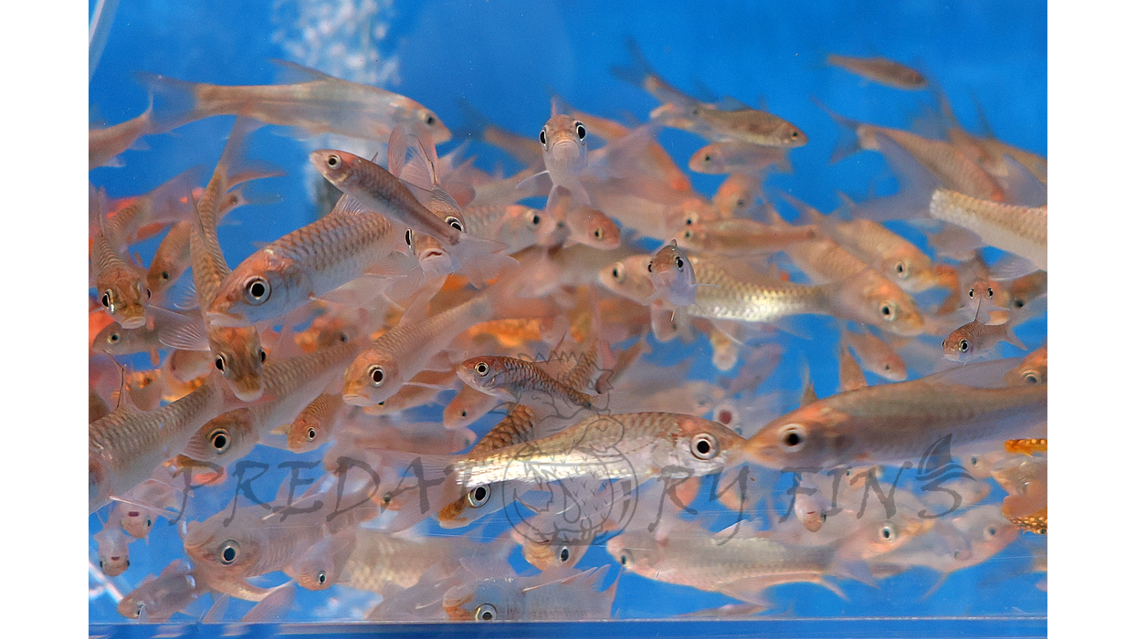 Red-tailed Golden Mahseer (Tor yingjiangensis)