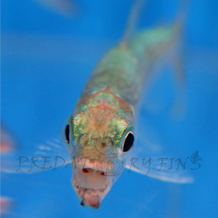 Vittatus African Tiger Fish (Hydrocynus vittatus)