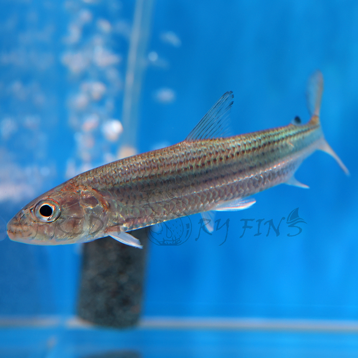 Vittatus African Tiger Fish (Hydrocynus vittatus)