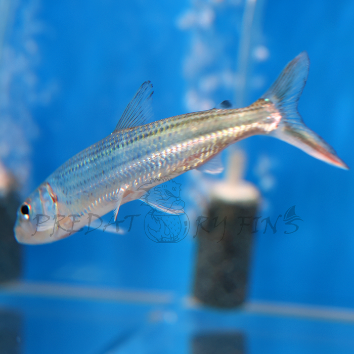Vittatus African Tiger Fish (Hydrocynus vittatus)