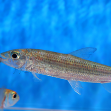 Load image into Gallery viewer, Vittatus African Tiger Fish (Hydrocynus vittatus)
